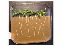 Medicago-Ralstonia solanacearum-invitro