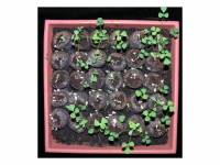 Medicago-Ralstonia solanacearum-jiffy