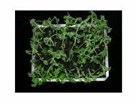 tomato-Ralstonia solanacearum